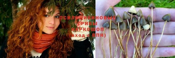 хмурый Аркадак